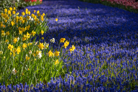 Muscari flowers (Muscari armeniacum) and Narcissus jonquilla, rush narcis in Keukenhof flower garden, Lisse, Netherlandsの写真素材