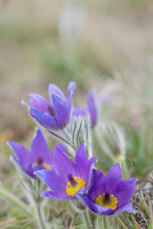 Pasque flower, National park Podyji, Southern Moravia, Czech Republic