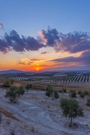 typical Andalusian landscape during sunset, Spainの写真素材
