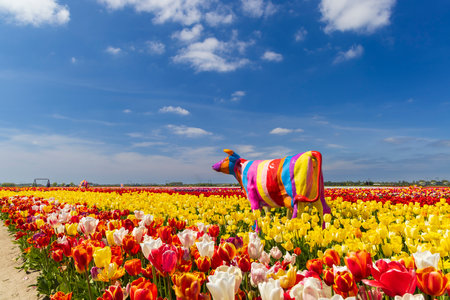 Field of tulips with colorful cow near Keukenhof, The Netherlandsの写真素材
