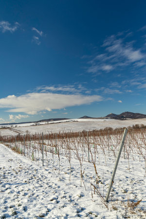 Landscape with vineyards, Slovakia, Southern Moravia, Czech Republicの写真素材