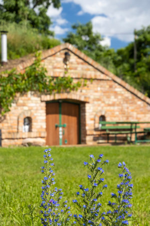 Wine cellars and vineyard in Palava region, Southern Moravia, Czech Republicの写真素材