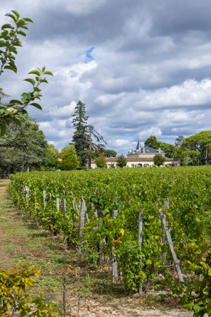 Typical vineyards (1er Grand Cru Classe A) near Chateau Cheval Blanc, Saint-Emilion, Aquitaine, Franceの写真素材