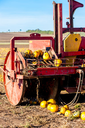 pumpkin field with a tractor during the harvest, Lower Austriaの写真素材