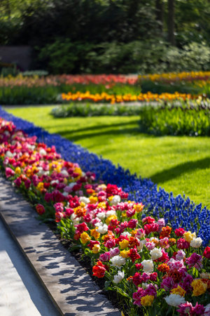 Keukenhof flower garden - largest tulip park in world, Lisse, Netherlandsの写真素材