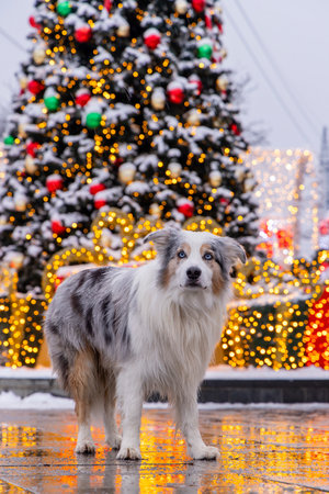 Portrait of dog posing in front of Christmas background with Christmas tree near shopping mallの写真素材