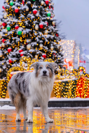 Portrait of dog posing in front of Christmas background with Christmas tree near shopping mallの写真素材