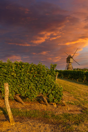 Windmill of La Tranchee and vineyard near Montsoreau, Pays de la Loire, Franceの写真素材