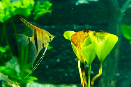 Tropical greenhouse, botanical garden, Prague, Czech Republicの写真素材