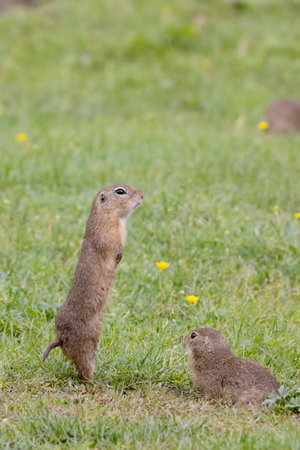 Ground squirrel colony (Syslovisko Biele vody), National park Muranska Planina, Slovakia