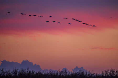 Flock of birds, Common Crane, migration in Hortobagy National Park, UNESCO World Heritage Site, Puszta is one of largest meadow and steppe ecosystems in Europe, Hungaryの写真素材