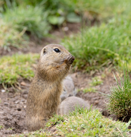 Ground squirrel colony (Syslovisko Biele vody), National park Muranska Planina, Slovakia