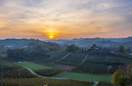 Typical vineyard near Canale, Barolo wine region, province of Cuneo, region of Piedmont, Italyの写真素材