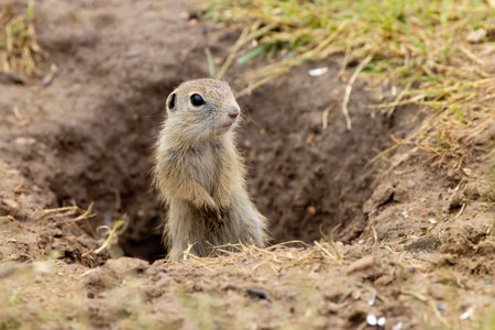 Ground squirrel colony (Syslovisko Biele vody), National park Muranska Planina, Slovakia