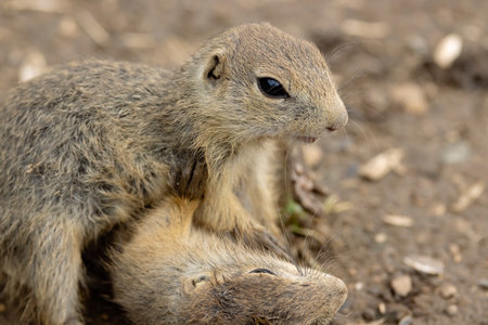 Ground squirrel colony (Syslovisko Biele vody), National park Muranska Planina, Slovakia