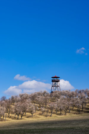 Almond tree orchard in Hustopece, South Moravia, Czech Republicの写真素材