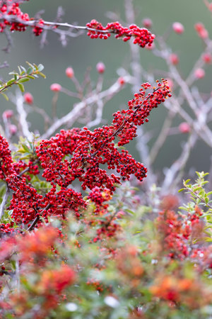 Cotoneaster Dammeri plant in autumn