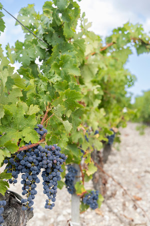 Typical vineyards with Cabernet Sauvignon near Chateau Latour, Bordeaux, Aquitaine, France