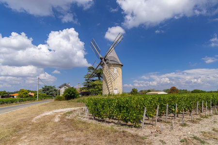 Vineyards with Lamarque windmill, Haut-Medoc, Bordeaux, Aquitaine, Franceの写真素材