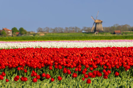 Field of tulips with Ondermolen windmill near Alkmaar, The Netherlandsの写真素材