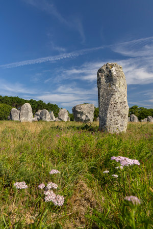 Standing stones (or menhirs) in Carnac, Morbihan, Brittany, Franceの写真素材