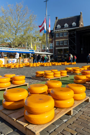 series of cheeses in a rowの写真素材