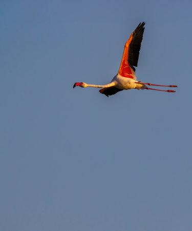 Flamingo in Parc Naturel regional de Camargue, Provence, Franceの写真素材