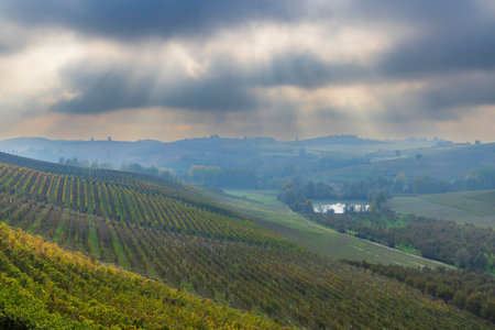 Typical vineyard near Cascina Montalbera and Montemagno Monferrato, Castagnole Monferrato, Piedmont, Italyの写真素材