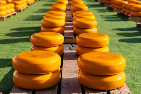 series of cheeses in a rowの写真素材