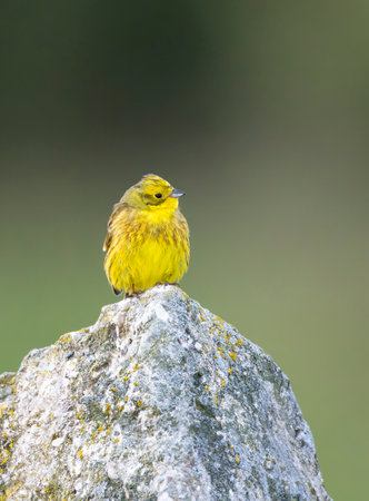 Yellowhammer (Emberiza citrinella) in Low Tatras National Park, Slovakiaの写真素材