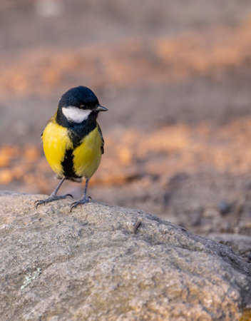 Great tit near National park Podyji, Southern Moravia, Czech Republicの写真素材