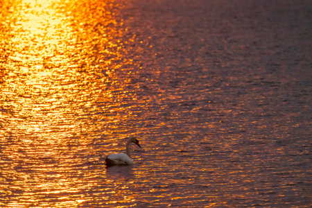 wildilife in  Balaton Felvideki reservation, Hungaryの写真素材