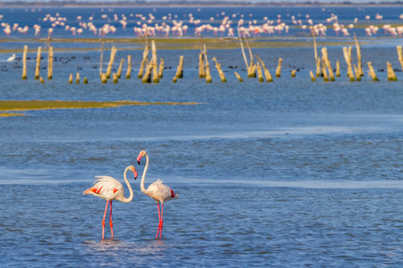 Flamingo in Parc Naturel regional de Camargue, Provence, Franceの写真素材