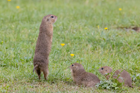 Ground squirrel colony (Syslovisko Biele vody), National park Muranska Planina, Slovakia
