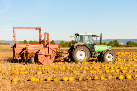 pumpkin field with a tractor during the harvest, Lower Austriaの写真素材