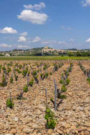 Typical vineyard with stones near Chateauneuf-du-Pape, Cotes du Rhone, Franceの写真素材