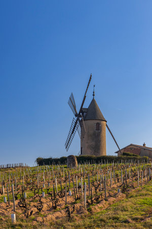 Spring vineyards with Chenas windmill in Beaujolais, Burgundy, Franceの写真素材