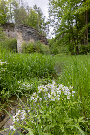 Nature reserve Udoli Plakanek near Kost castle, Eastern Bohemia, Czech Republicの写真素材