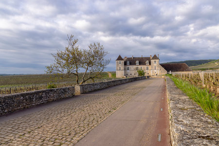 Typical vineyards near Clos de Vougeot, Cote de Nuits, Burgundy, Franceの写真素材