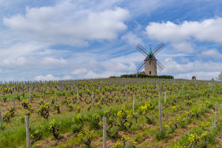 Windmill (Moulin a vent de Romaneche-Thorins), Chenas, Beaujolais, Saone-et-Loire, Bourgogne-Franche-Comte, Franceの写真素材