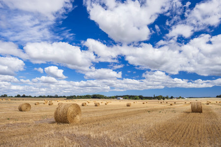 field with hay bales in the Loire regionの写真素材