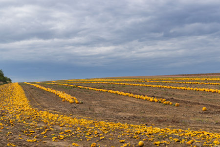 Pumpkin harvest in autumn time, Lower Austria, Austria