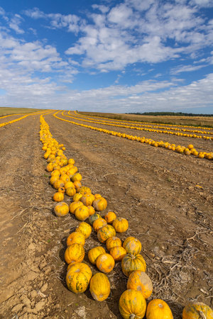 Pumpkin harvest in autumn time, Lower Austria, Austriaの写真素材