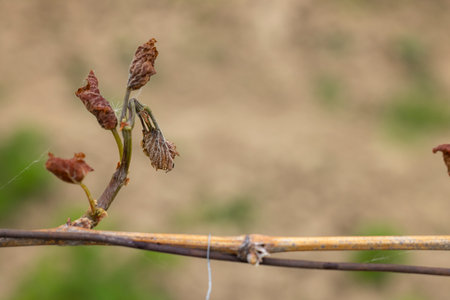 Spring vineyard damaged by heavy frost (brown parts are dead), vineyard where there will be very little harvest, Southern Moravia, Czech Republicの写真素材