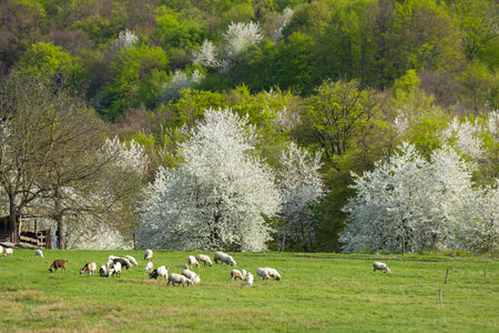 Sheep herd in Stiavnicke vrchy near Krupinska planina, Slovakiaの写真素材