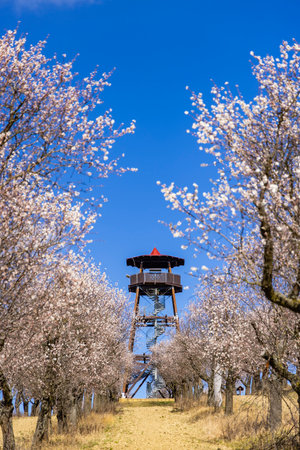 Almond tree orchard in Hustopece, South Moravia, Czech Republicの写真素材