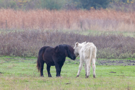 Horses in Hortobagy National Park, UNESCO World Heritage Site, Puszta is one of largest meadow and steppe ecosystems in Europe, Hungaryの写真素材