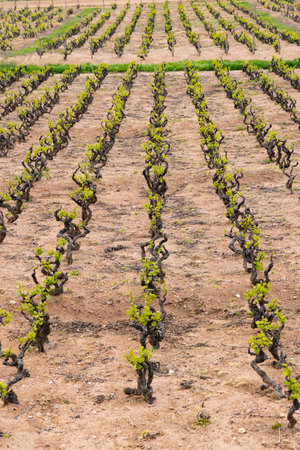Spring vineyards near Julienas in Beaujolais, Burgundy, Franceの写真素材