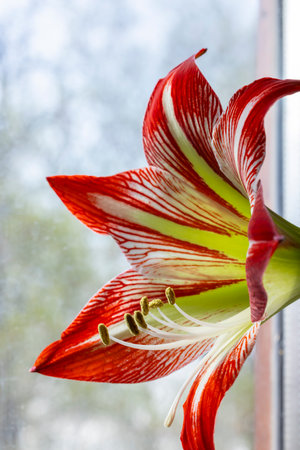 detail of an orange amarelis flowerの写真素材