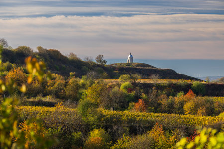 Autumn vineyard near Velke Bilovice, Southern Moravia, Czech Republicの写真素材